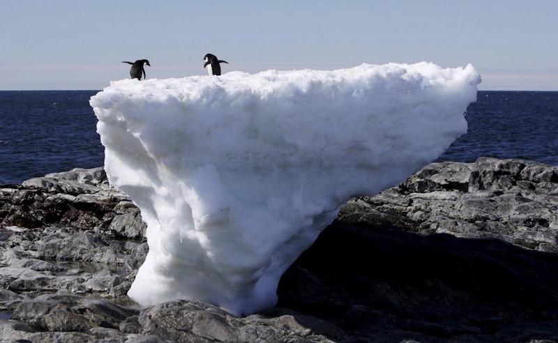 Penguins_east_antarctica-